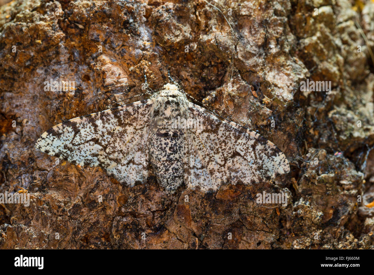 Truffée d'amphibien (Biston betularia Biston, betularius Amphidasis, betularia), à corps blanc parsemé d'amphibien dans un tronc de bouleau, Allemagne Banque D'Images