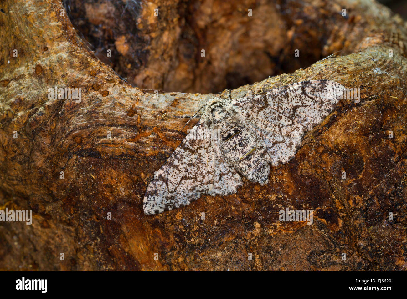 Truffée d'amphibien (Biston betularia Biston, betularius Amphidasis, betularia), à corps blanc émaillé Papillon sur bois, Allemagne Banque D'Images