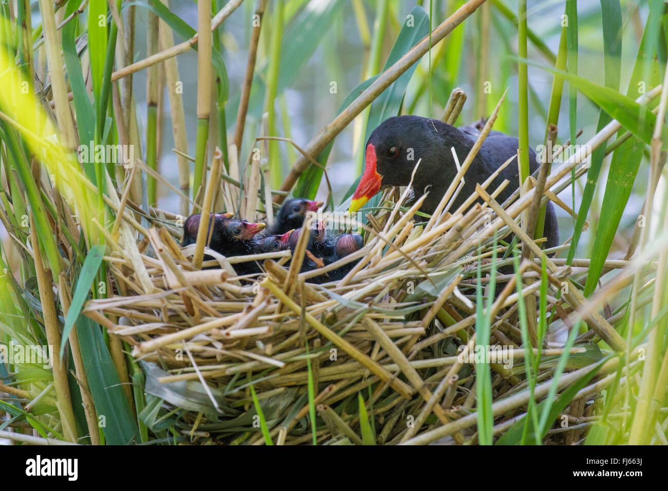 Gallinule poule-d'eau (Gallinula chloropus), dans le nid avec poussins nouvellement éclos , Allemagne, Bavière Banque D'Images
