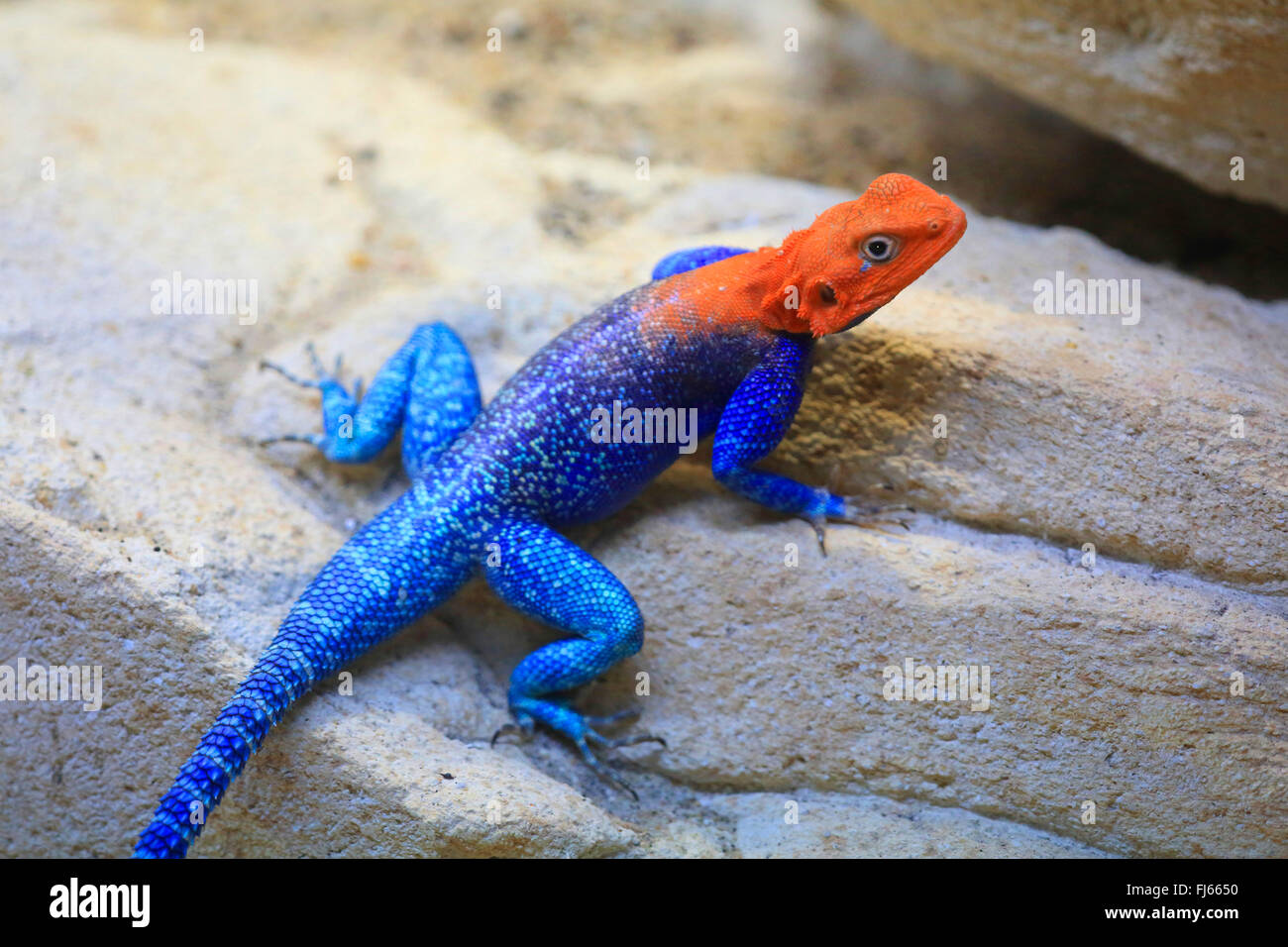 Agama commun, rock à tête rouge (Agama agama agama), homme Banque D'Images