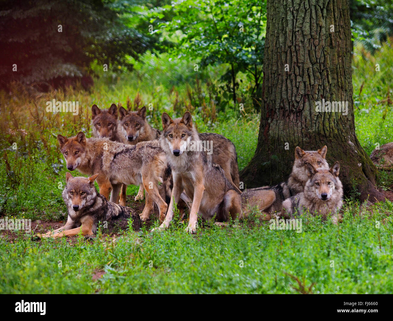 Le loup gris d'Europe (Canis lupus lupus), meute de loups, l'Allemagne, la Bavière Banque D'Images