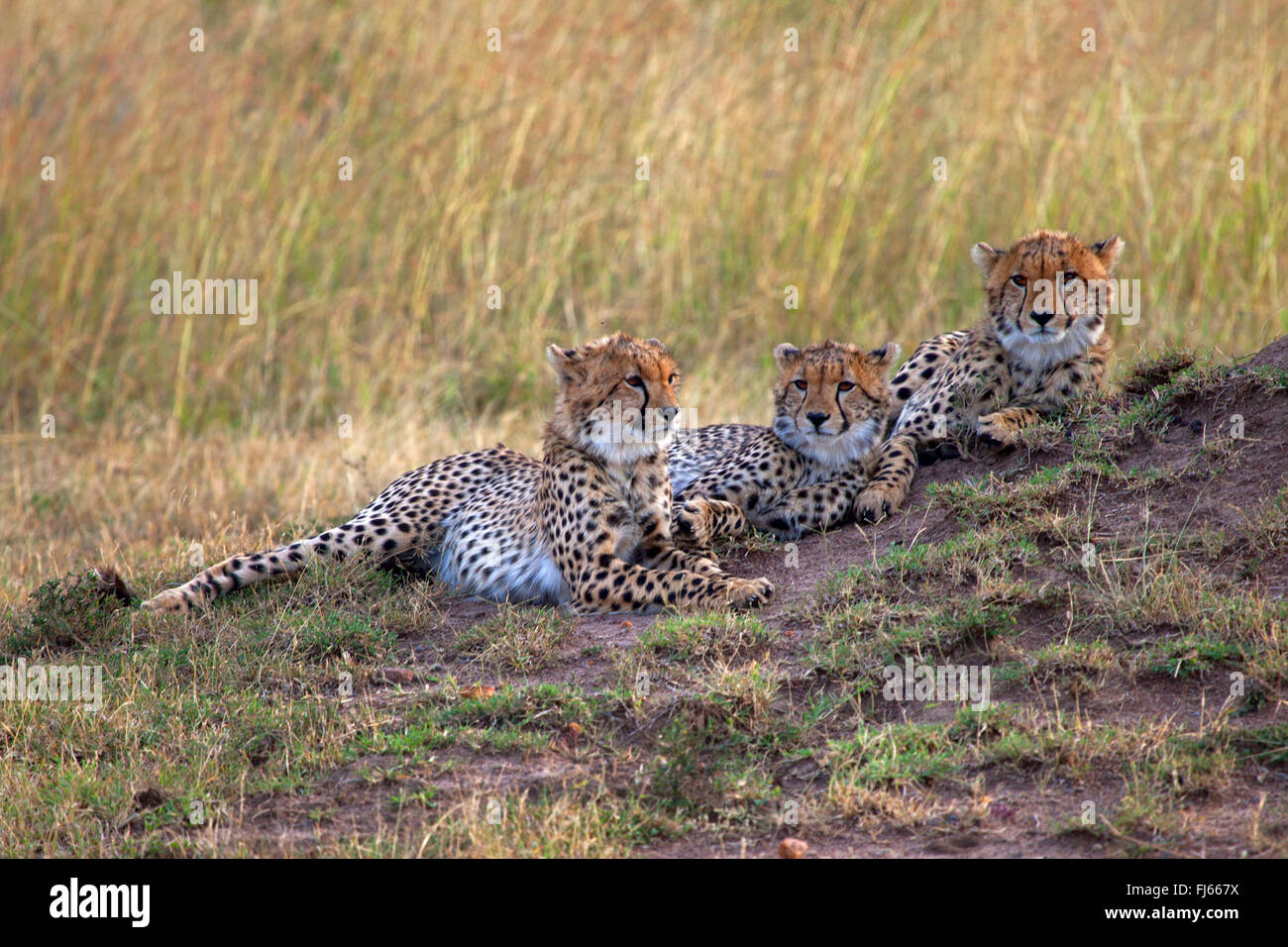 Le Guépard (Acinonyx jubatus), trois guépards reste à Savannah, Kenya, Masai Mara National Park Banque D'Images