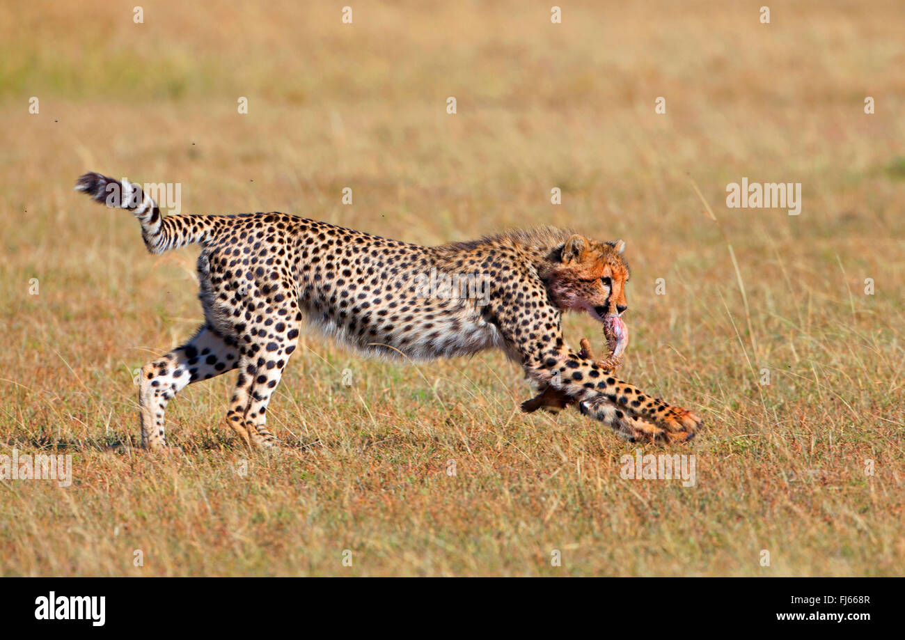 Le Guépard (Acinonyx jubatus), s'enfuit avec une partie d'un cadavre dans la bouche, Kenya, Masai Mara National Park Banque D'Images