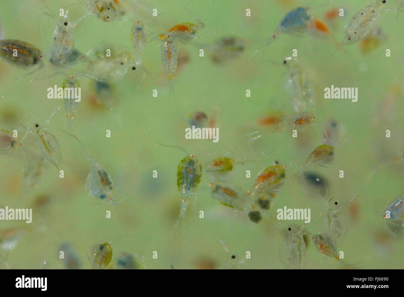 Cyclop (Cyclops spec.), zoologiques (plancton, Cyclops et Daphnia Banque D'Images