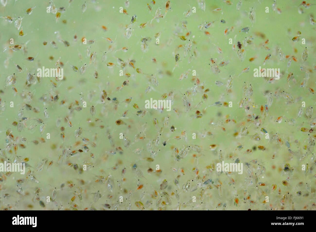 Cyclop (Cyclops spec.), zoologiques (plancton, Cyclops et Daphnia Banque D'Images