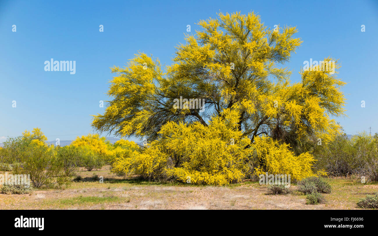 Palo Verde bleu (Parkinsonia florida, Cercidium floridum), la floraison en désert, USA, Arizona Sonora, Banque D'Images