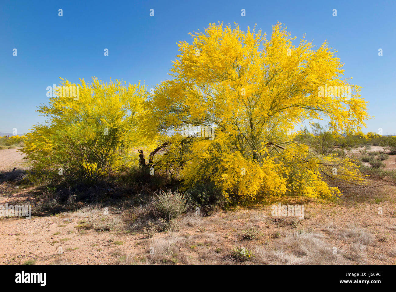 Palo Verde bleu (Parkinsonia florida, Cercidium floridum), la floraison en désert, USA, Arizona Sonora, Banque D'Images