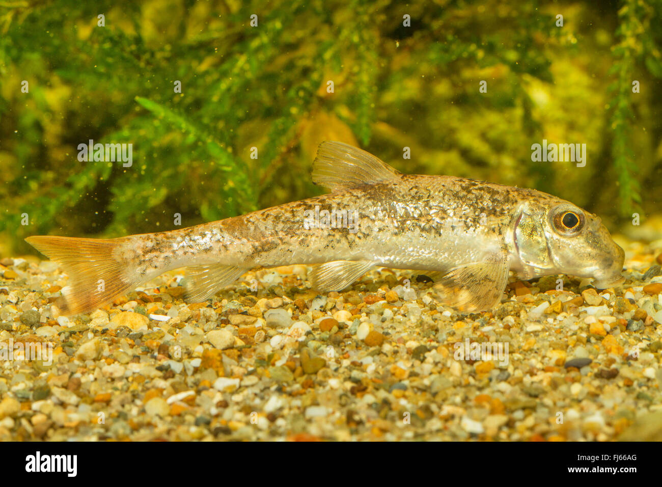 Le nord de l'hogsucker (Hypentelium nigricans), sur la bas Banque D'Images