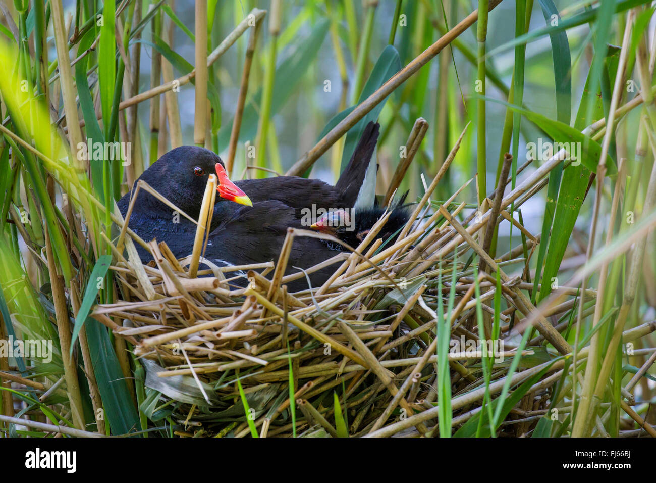 Gallinule poule-d'eau (Gallinula chloropus), dans le nid avec poussins nouvellement éclos , Allemagne, Bavière Banque D'Images