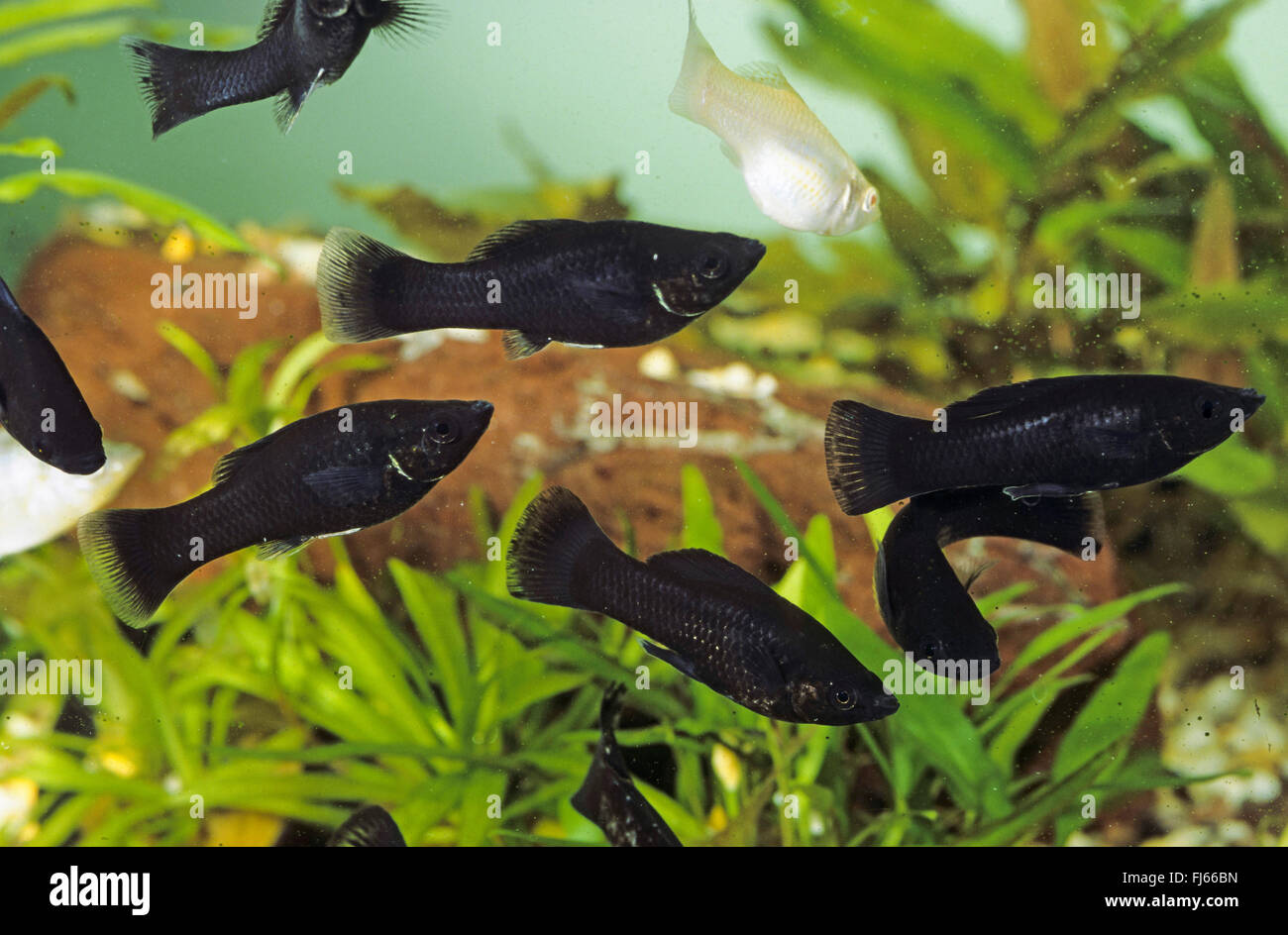 Molly, Molly marbré mexicain, à la liberté (Poecilia sphenops Molly, Mollienesia sphenops), Black Molly, de la race noire Molly Mexicain Banque D'Images