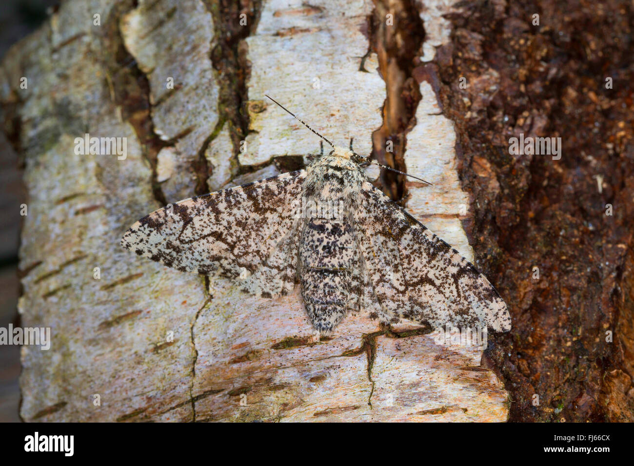 Truffée d'amphibien (Biston betularia Biston, betularius Amphidasis, betularia), à corps blanc parsemé d'amphibien dans un tronc de bouleau, Allemagne Banque D'Images