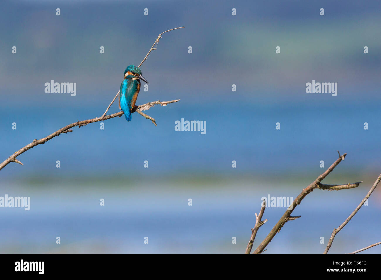 River Kingfisher (Alcedo atthis), l'homme est assis sur une branche près d'un lac, l'Allemagne, la Bavière, le lac de Chiemsee Banque D'Images