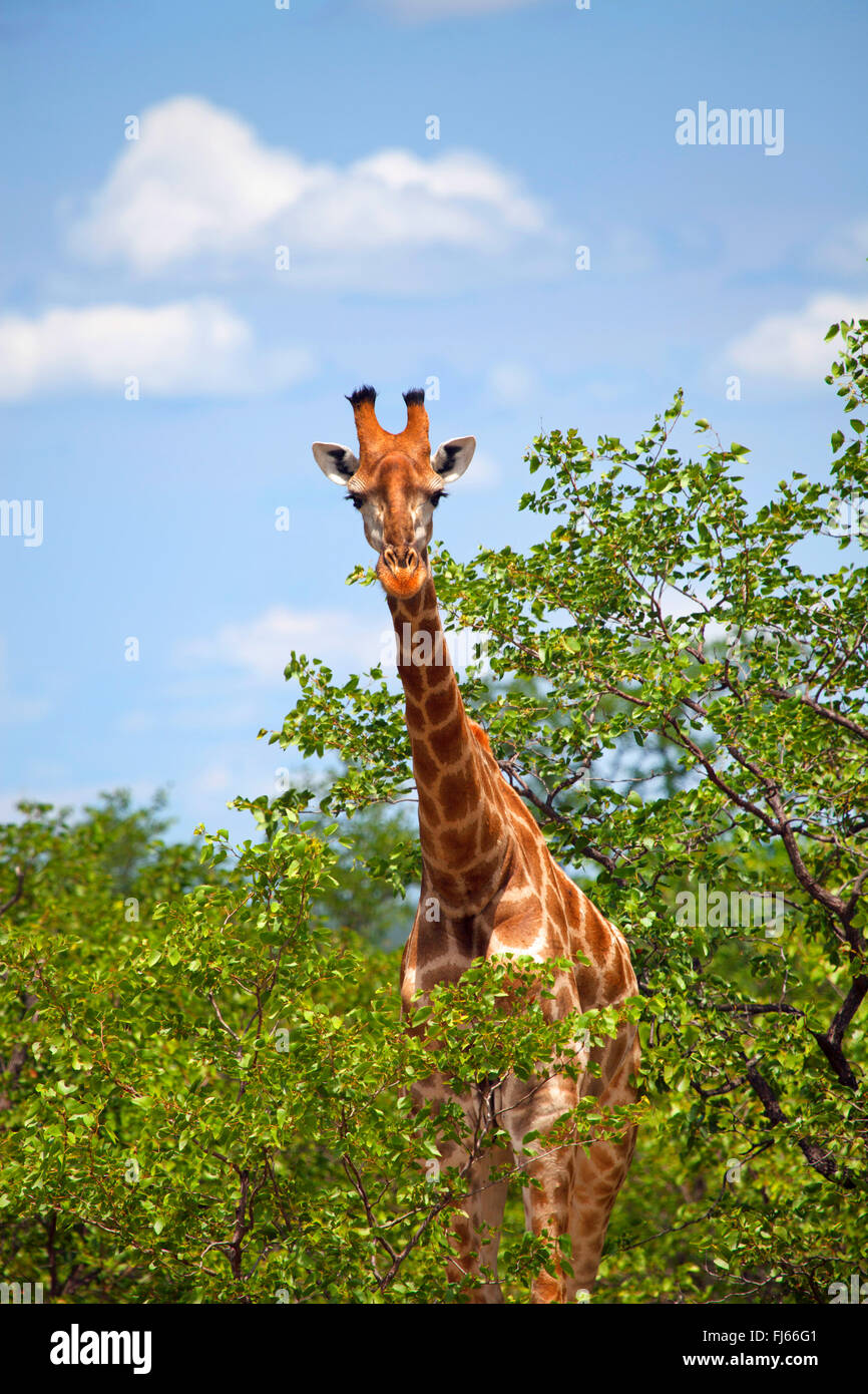 Girafe (Giraffa camelopardalis), l'alimentation, de l'Afrique du Sud, le Parc national Krueger Banque D'Images
