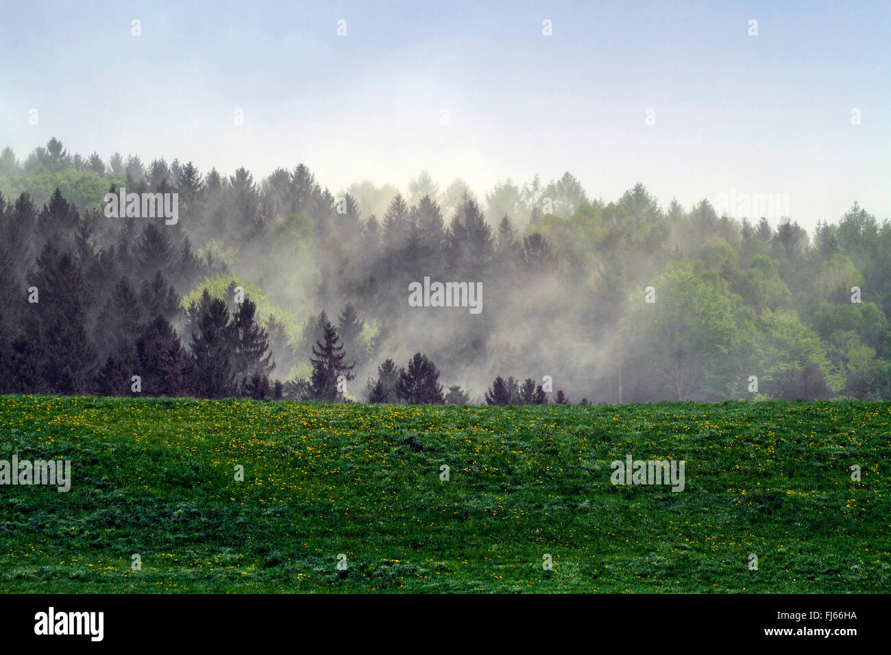 L'épinette de Norvège (Picea abies), l'épinette nuages de pollen souffler à travers la forêt de conifères, en Allemagne, en Bavière, Oberbayern, Haute-Bavière Banque D'Images