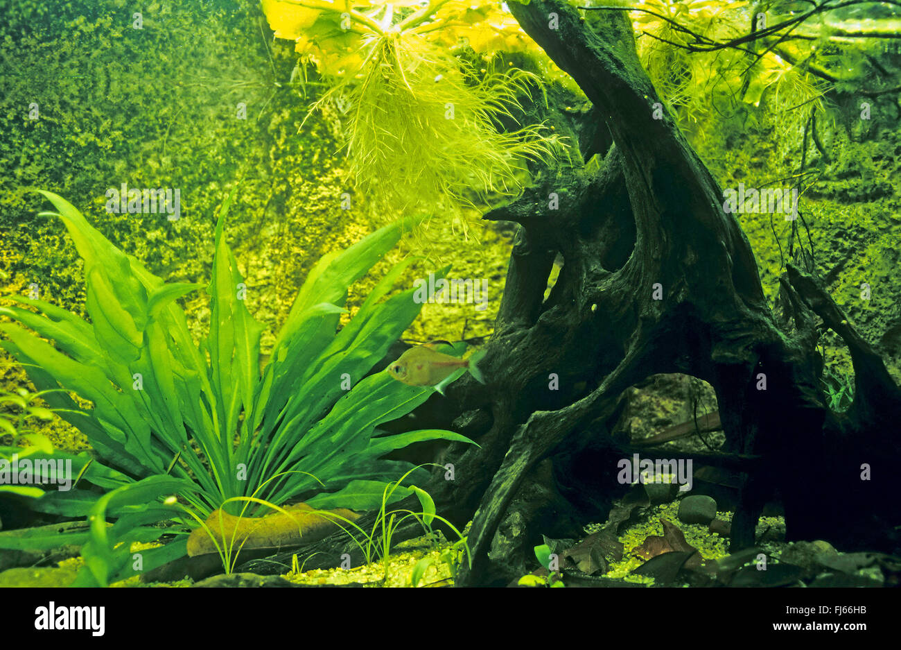 L'eau douce tropical fish tank Banque D'Images