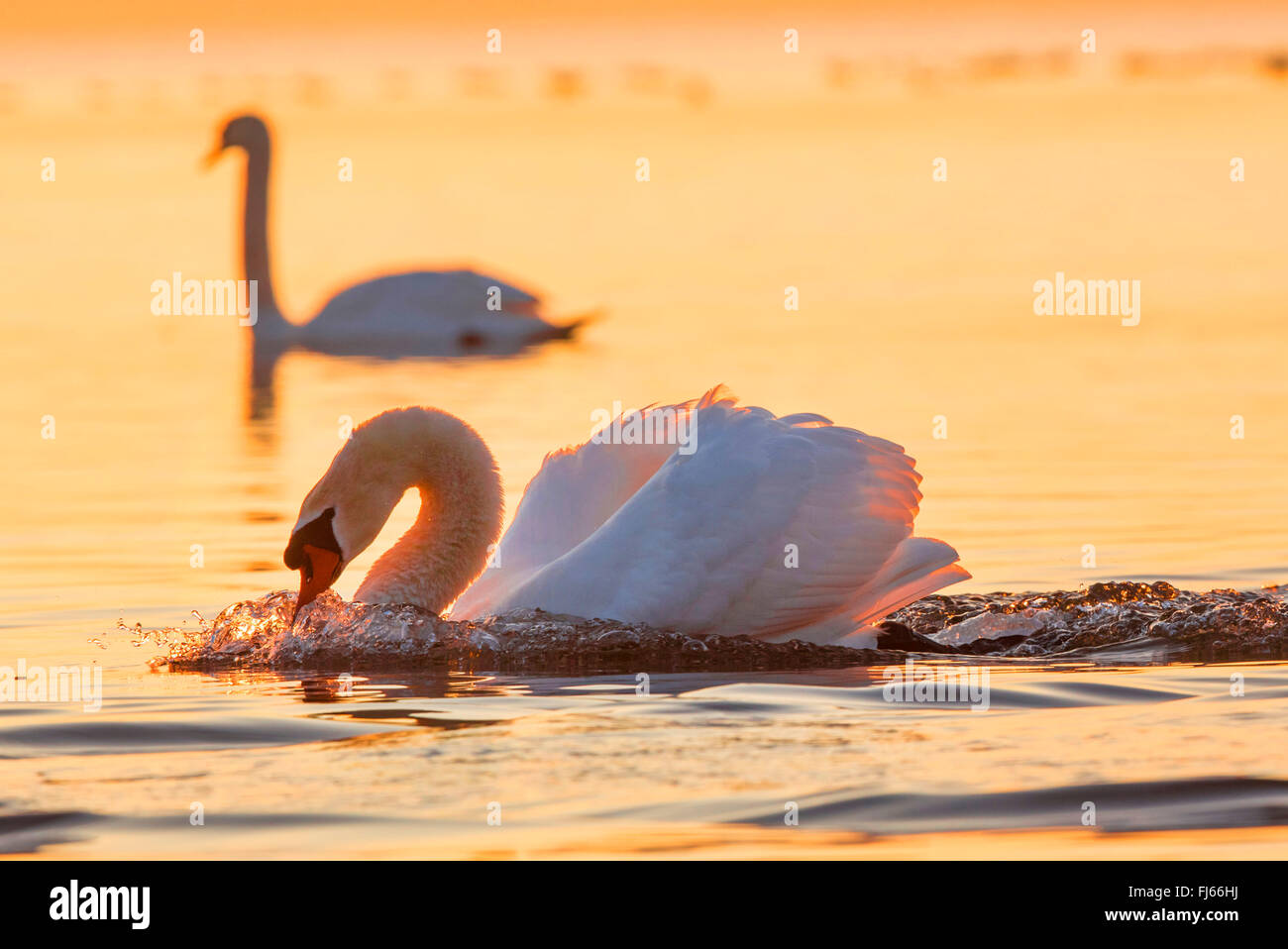 Mute swan (Cygnus olor), menaçant l'homme dans la lumière du soir, en Allemagne, en Bavière, le lac de Chiemsee Banque D'Images