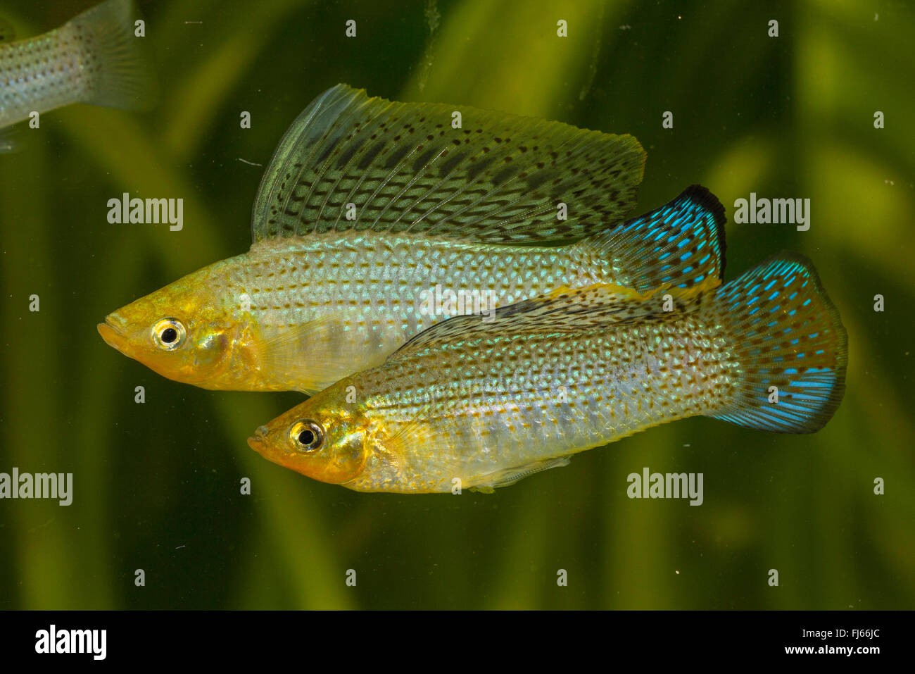 Molly, Molly Sailfin sol recouvert (Mollienesia latipinna, Poecilia latipinna), deux concurrents masculins Banque D'Images