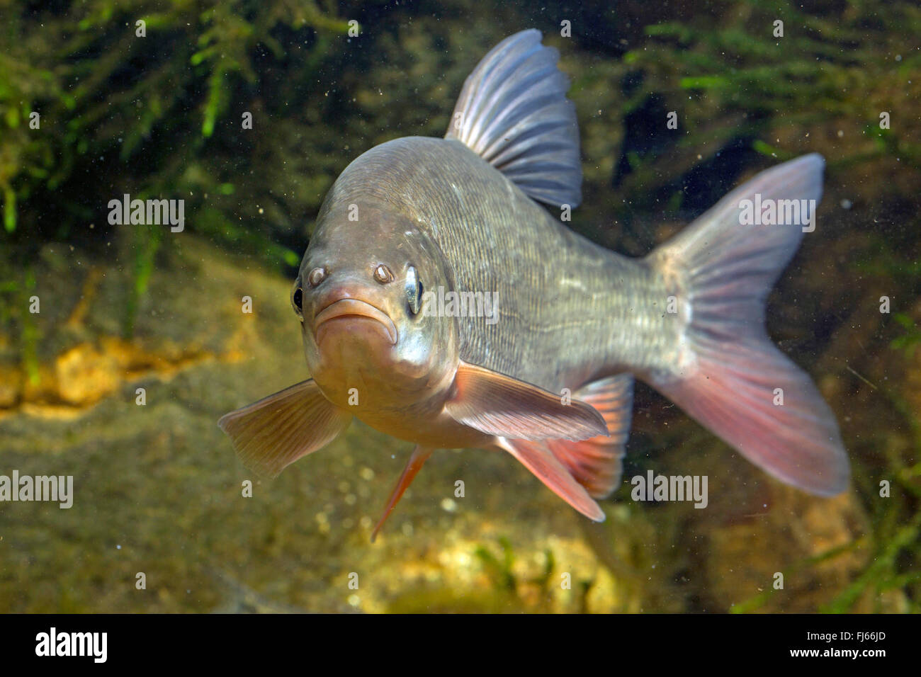 Ide, ide mélanote (Leuciscus idus), front view Banque D'Images