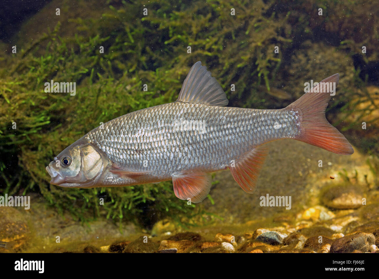 Ide, ide mélanote (Leuciscus idus), side view Banque D'Images