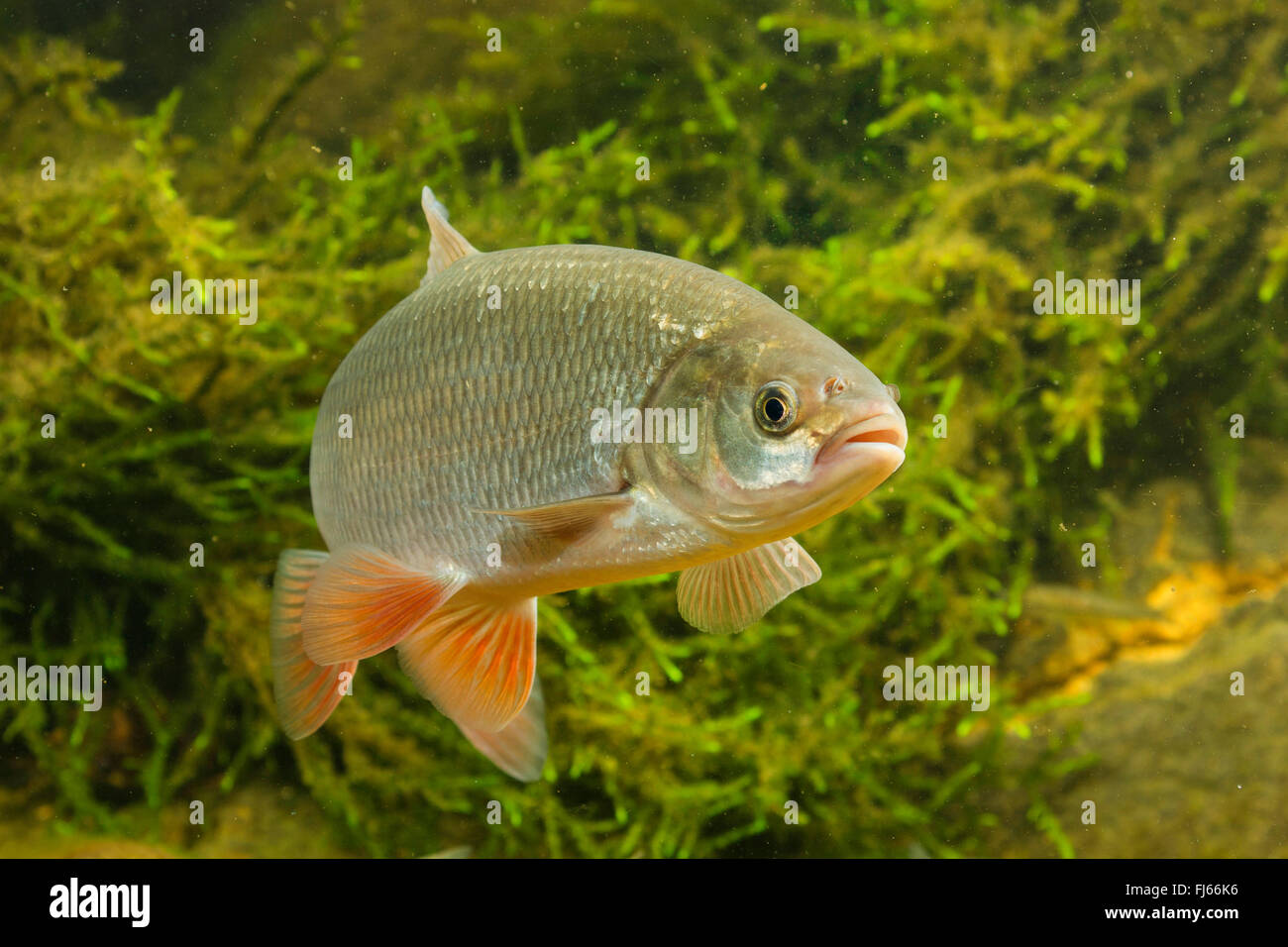 Ide fish Banque de photographies et d’images à haute résolution - Alamy