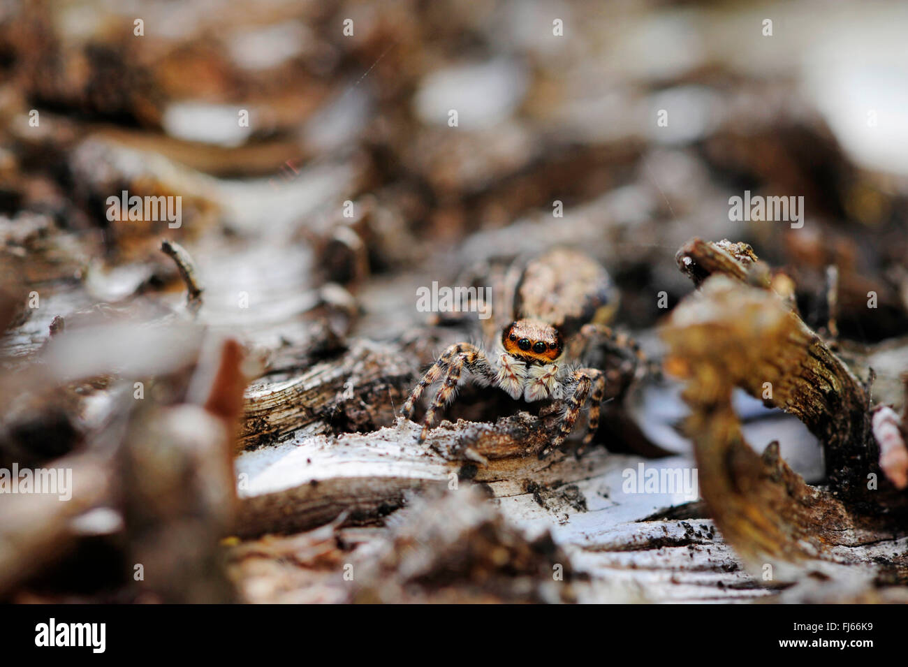 Les araignées aranéomorphes (saut), se penche sur l'appareil photo, Nouvelle Calédonie, l'Ile des Pins Banque D'Images