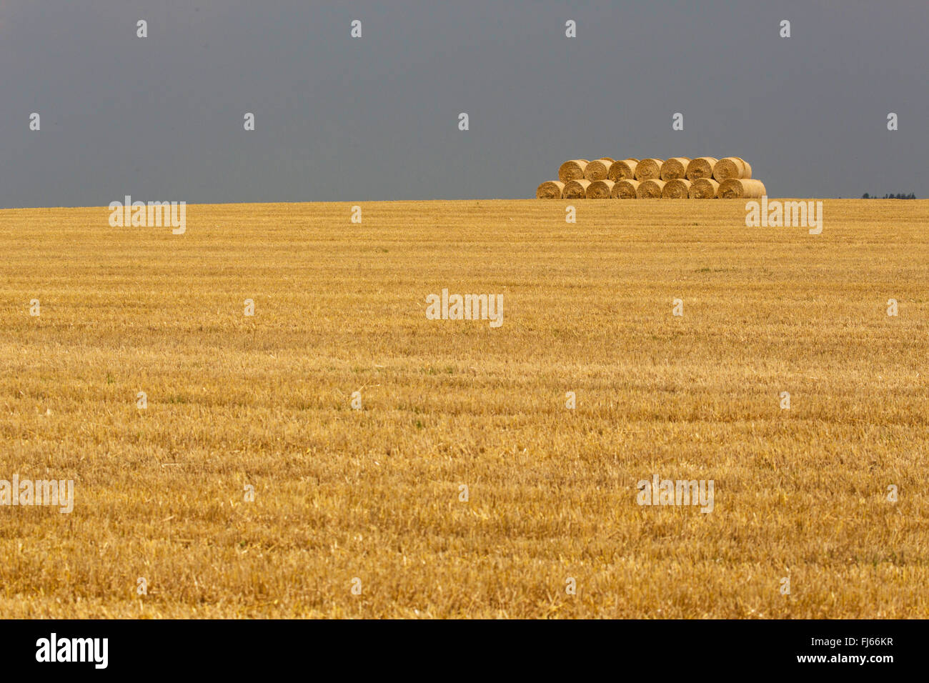 Le blé tendre, cultivé du blé (Triticum aestivum), récoltées en champ avec des balles de paille, Allemagne, Bavière, Oberbayern, Haute-Bavière Banque D'Images