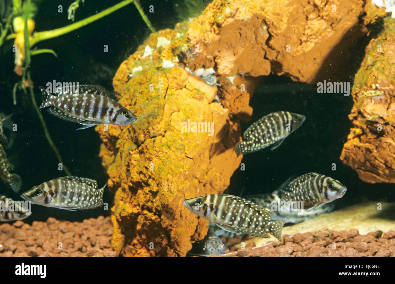 Congo black pearl, lamprologus perlé (Altolamprologueus calvus, lamprologus Neolamprologus calvus, calvus), petite école Banque D'Images