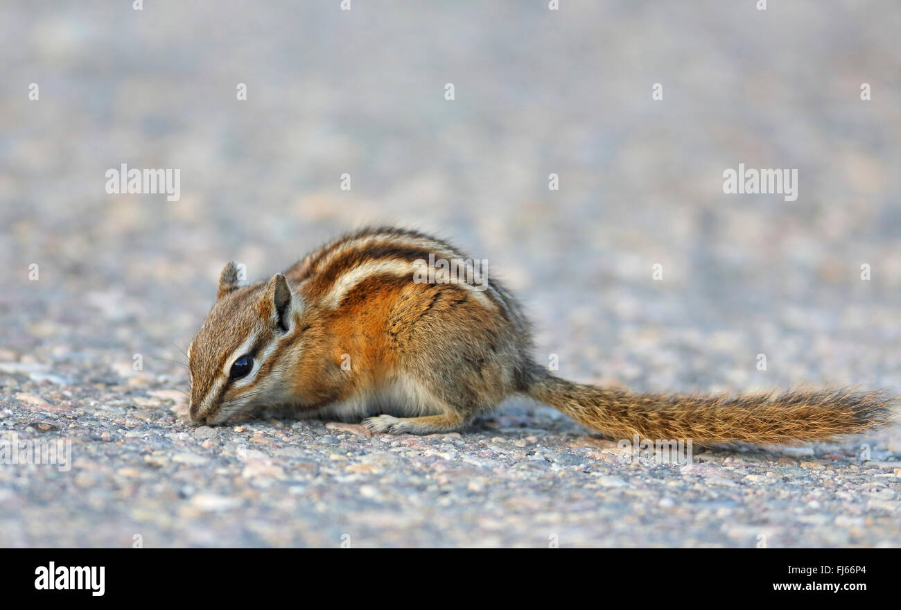 Le tamia mineur (Tamias minimus minimus, Neotamias Eutamias minimus), sur l'alimentation, le Canada, l'Alberta, Jasper National Park Banque D'Images