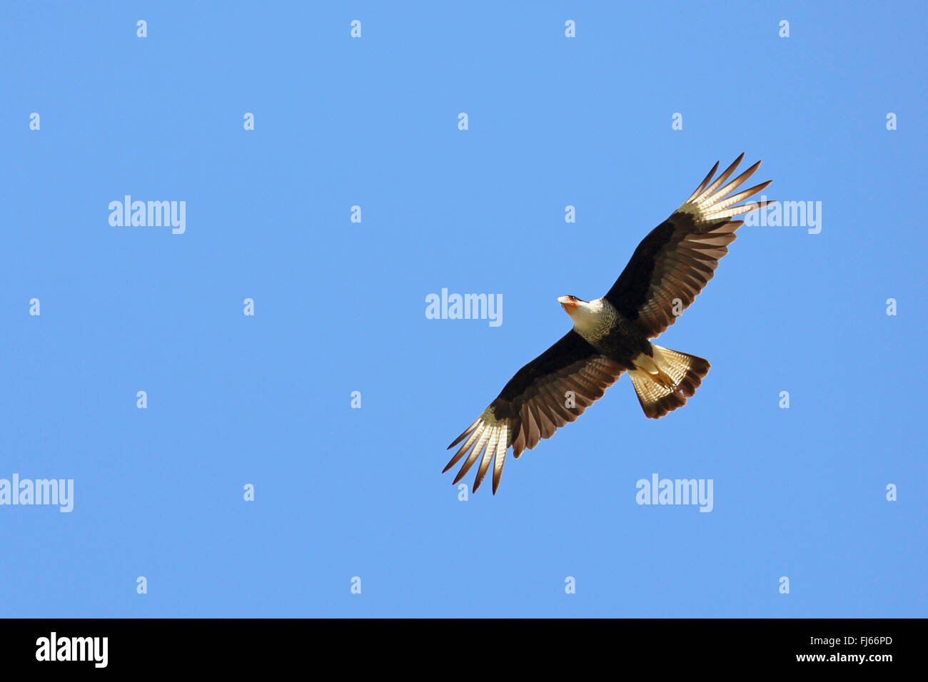 Le nord de Caracara huppé (Caracara cheriway), voler, USA, Floride Banque D'Images