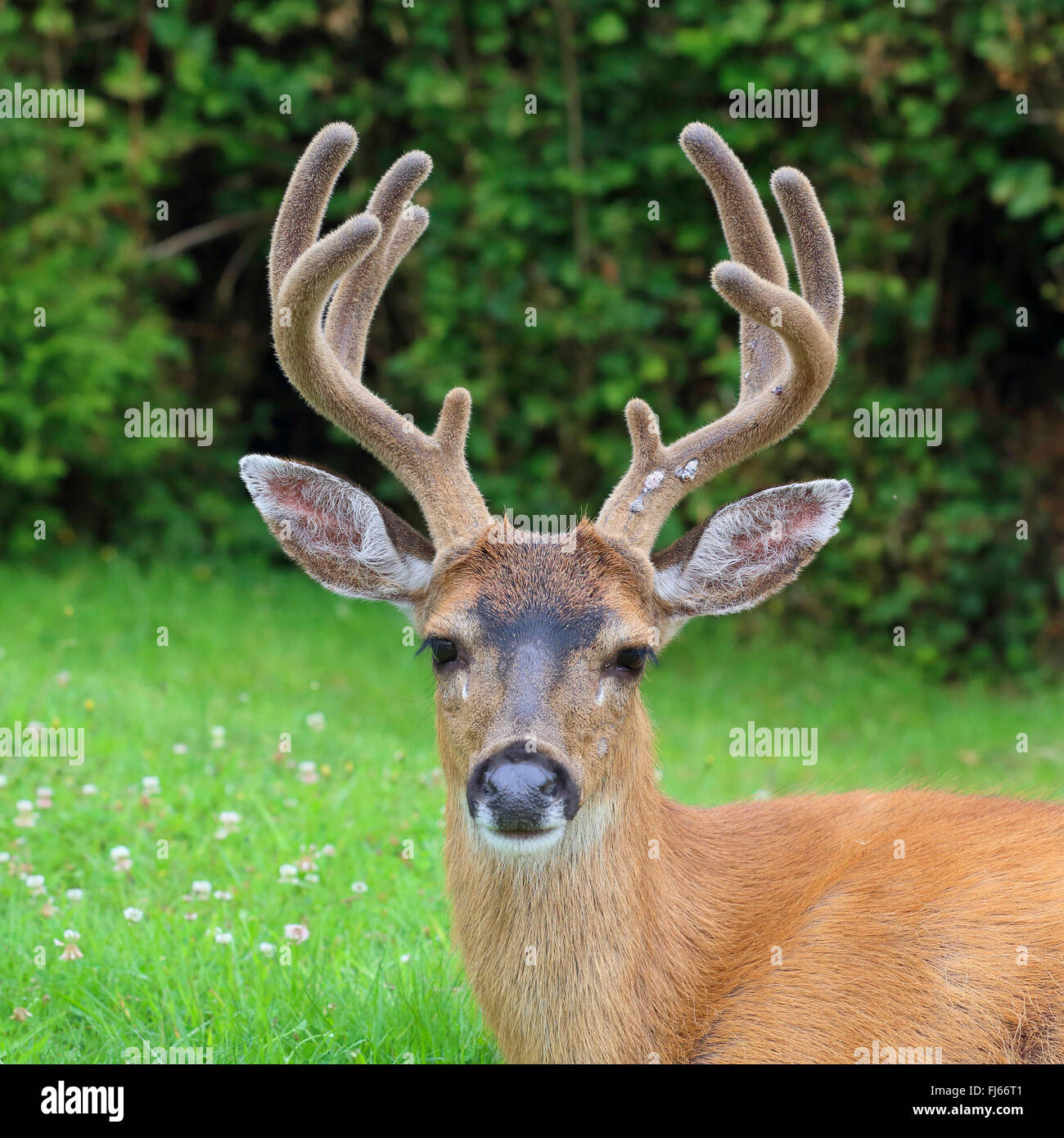 Le cerf mulet, le cerf à queue noire (Odocoileus hemionus), portrait d'un homme, le Canada, la Colombie-Britannique, île de Vancouver Banque D'Images