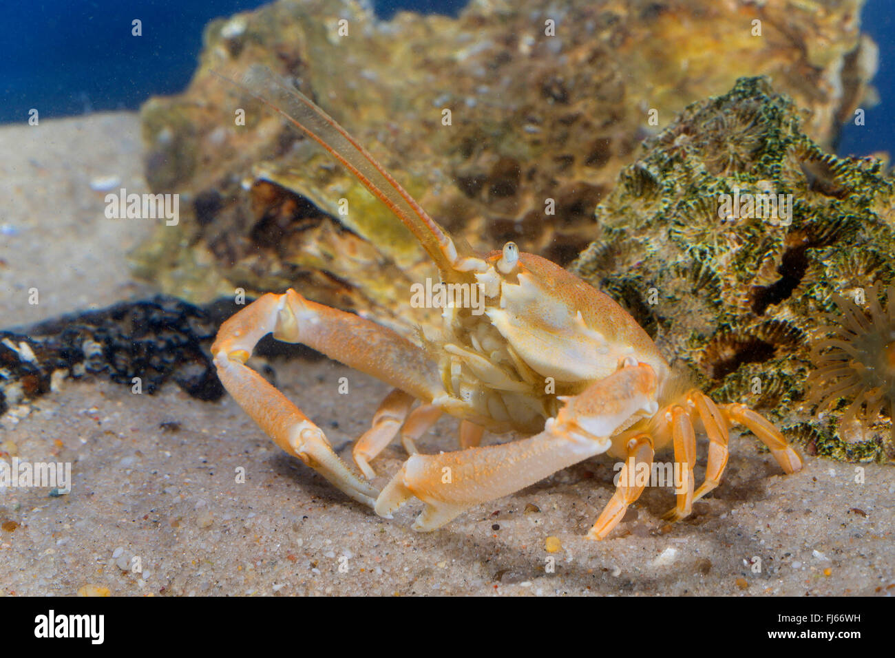 Crabe Crabe masqué, casque (Corystes cassivelaunus Corystes, dentatus), homme Banque D'Images