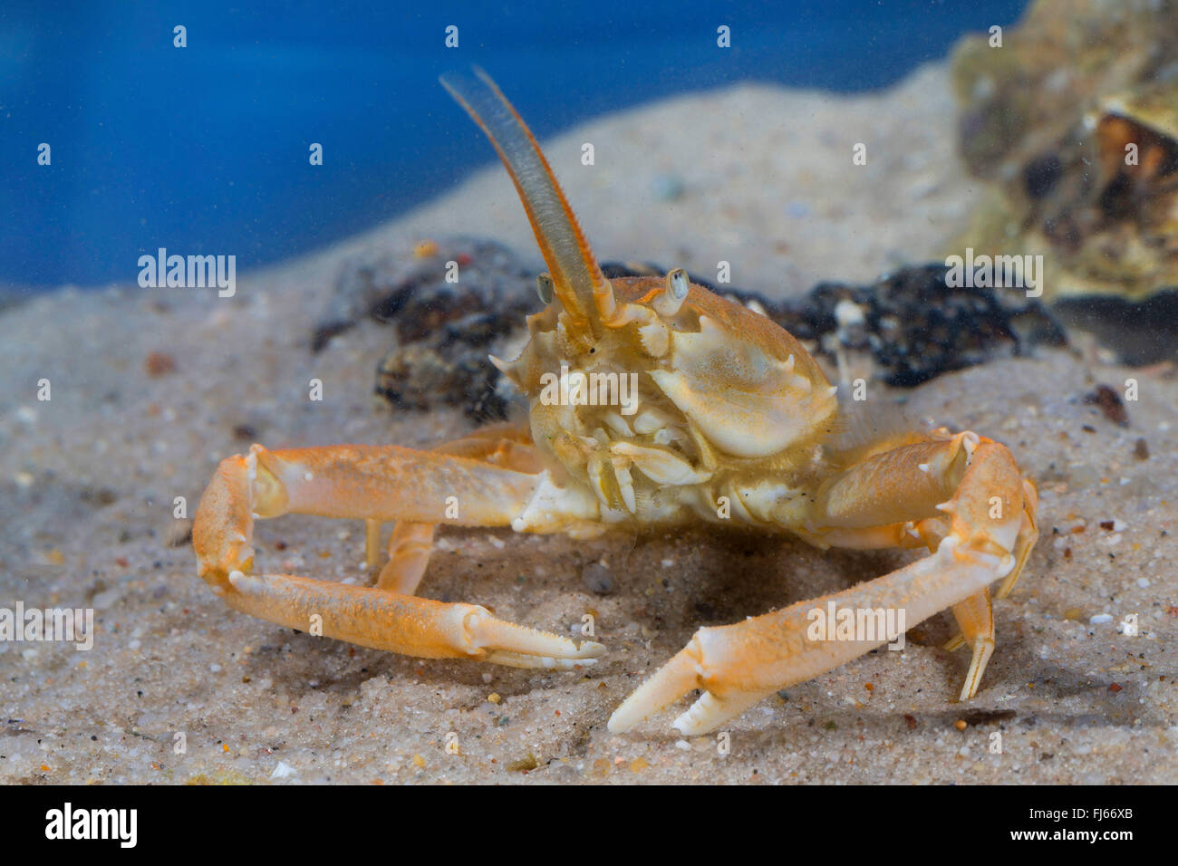 Crabe Crabe masqué, casque (Corystes cassivelaunus Corystes, dentatus), homme Banque D'Images