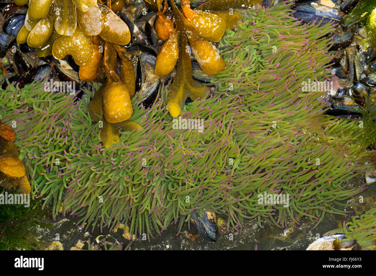 Snakelocks opelet, anémone Anemonia sulcata, anémone (Anemonia viridis), snakelocks anemone sur le terrain avec fucus vésiculeux Banque D'Images