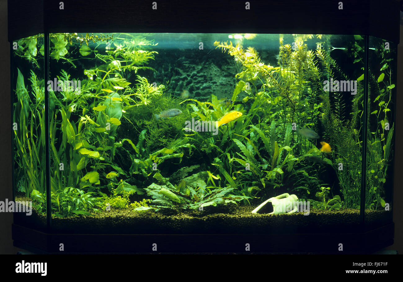 L'eau douce tropical fish tank Banque D'Images