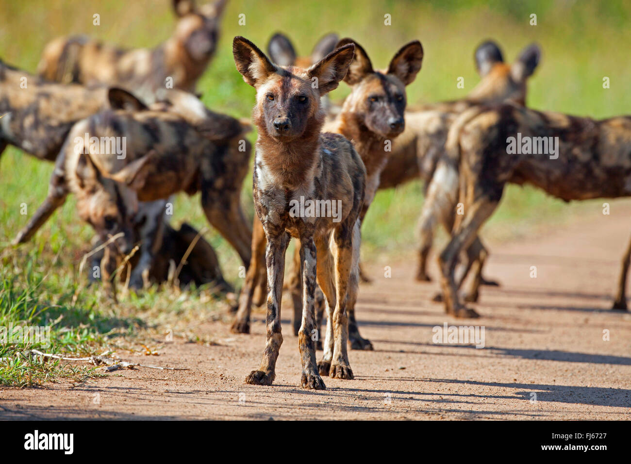 Loup peint Banque de photographies et d'images à haute résolution - Alamy