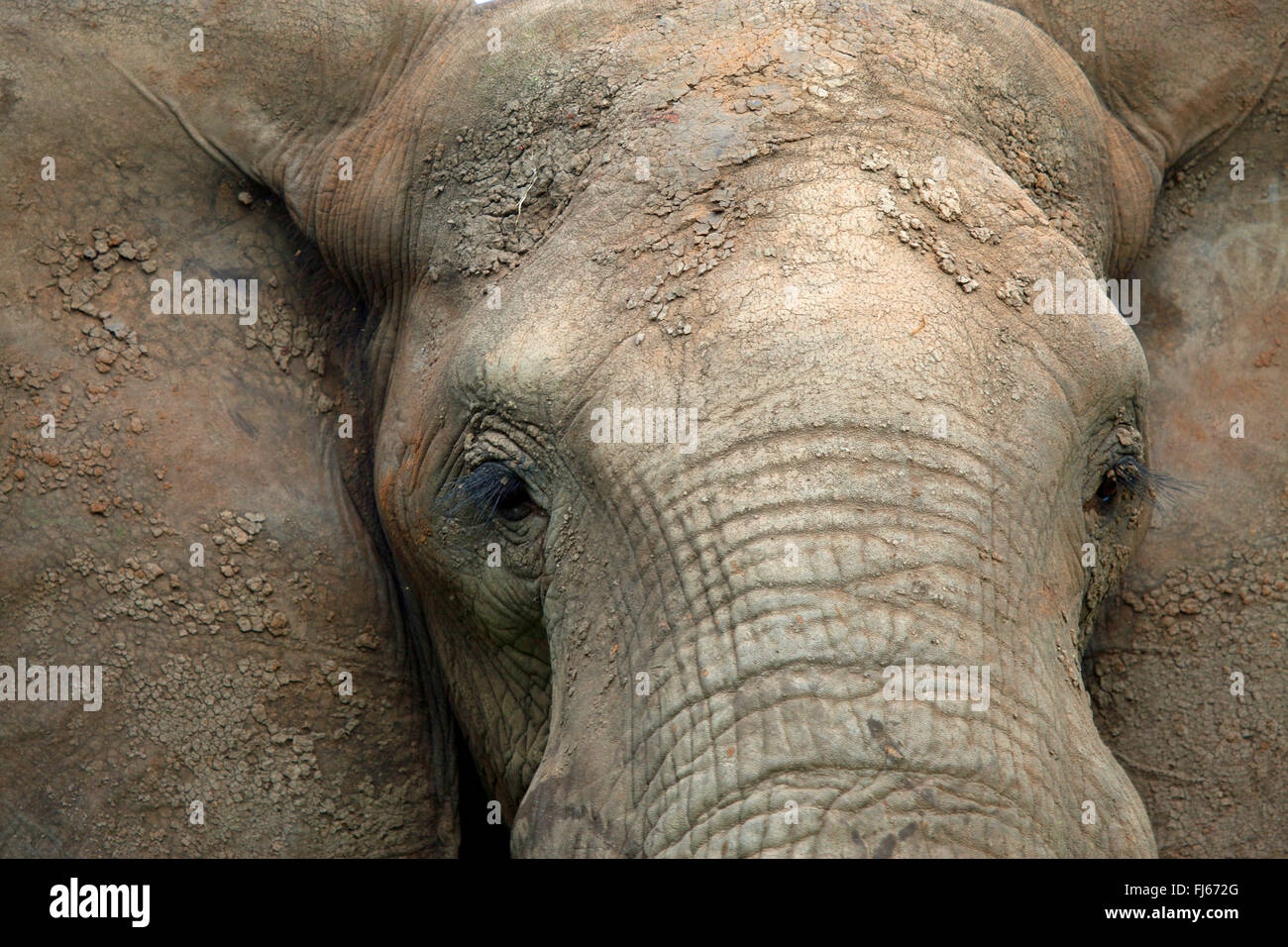 L'éléphant africain (Loxodonta africana), portrait, section, Afrique du Sud Banque D'Images