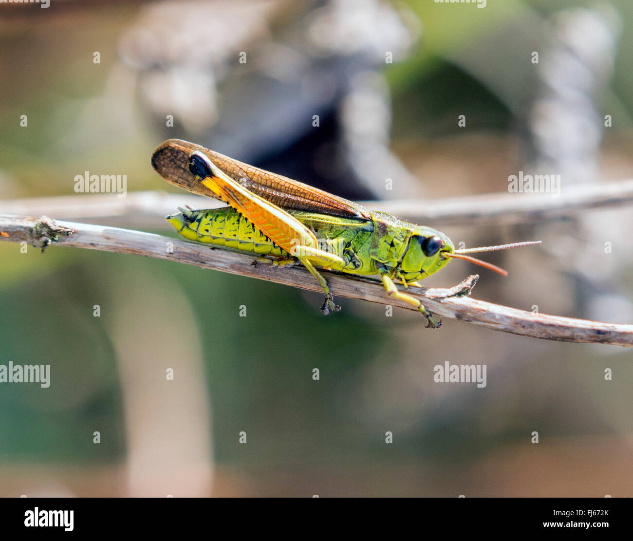 Grand Marais sauterelle (Mecostethus grossus, Stethophyma grossum), homme, Allemagne, Bavière Banque D'Images
