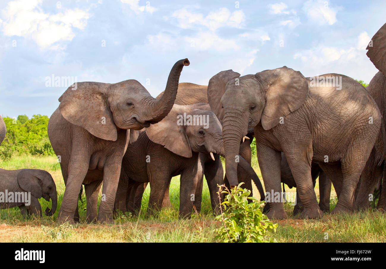 L'éléphant africain (Loxodonta africana), vache et son veau elephnats, troupeau d'éléphants, Afrique du Sud Banque D'Images