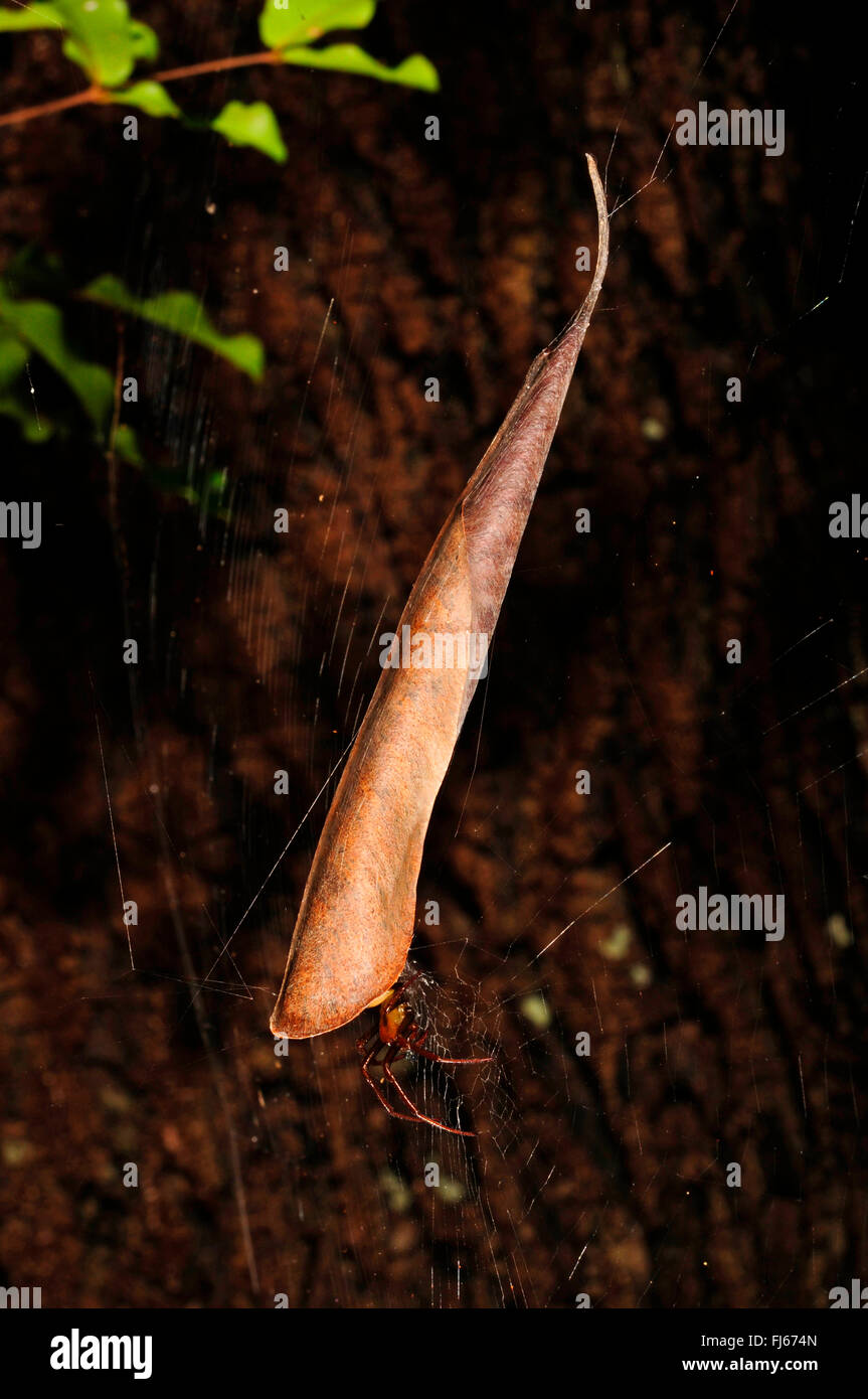 Spider (Phonognatha curling feuilles joannae), à la cachette, enroulé d'une feuille d'un hideaway, Nouvelle Calédonie, le des Pins Banque D'Images