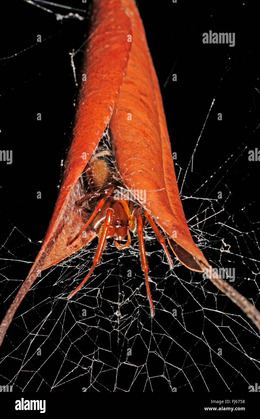 Spider (Phonognatha curling feuilles joannae), à la cachette, une feuille a hideaway, Nouvelle Calédonie, le des Pins Banque D'Images