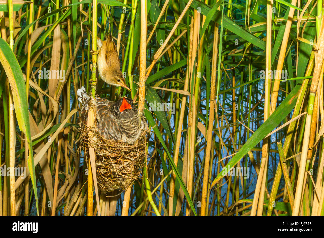 Reed (Acrocephalus scirpaceus), reed warbler avec douze jours les jeunes dans le nid de coucou, en Allemagne, en Bavière, Oberbayern, Haute-Bavière Banque D'Images