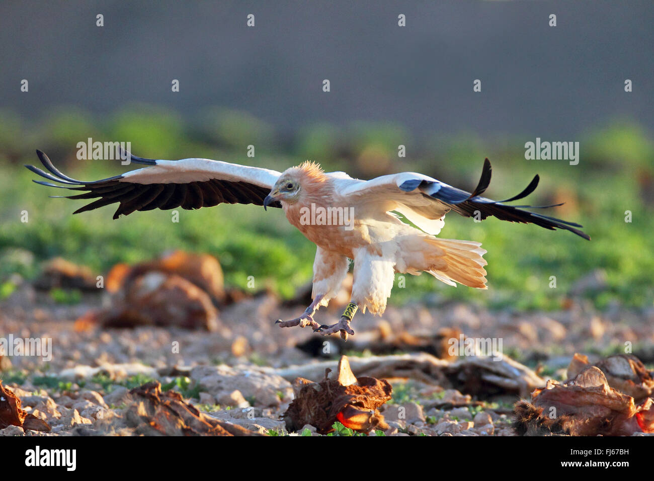 Percnoptère (Neophron percnopterus), des terres sur le terrain, Canaries, Fuerteventura Banque D'Images