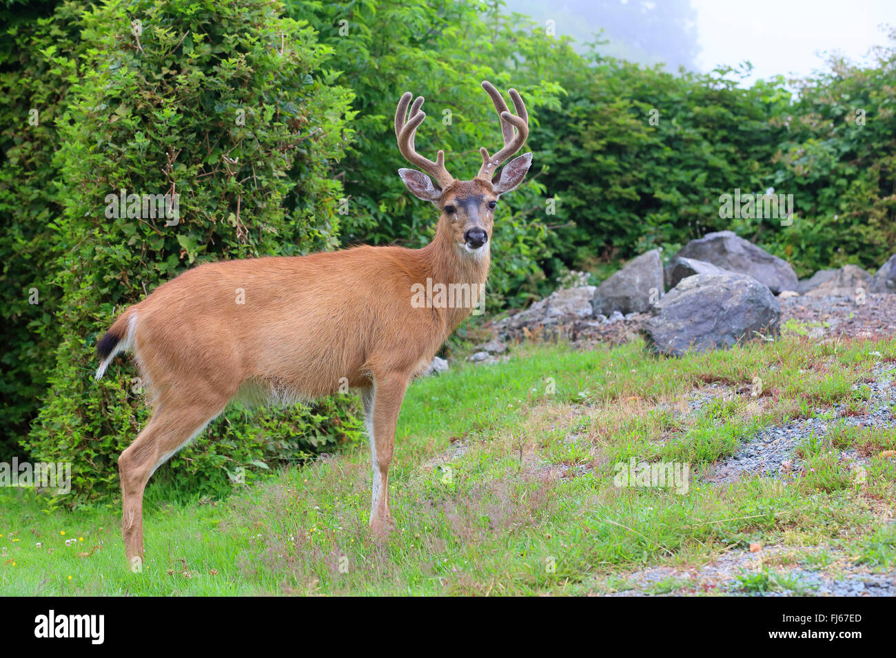 Le cerf mulet, le cerf à queue noire (Odocoileus hemionus), homme se situe à la lisière de la forêt, le Canada, la Colombie-Britannique, île de Vancouver Banque D'Images