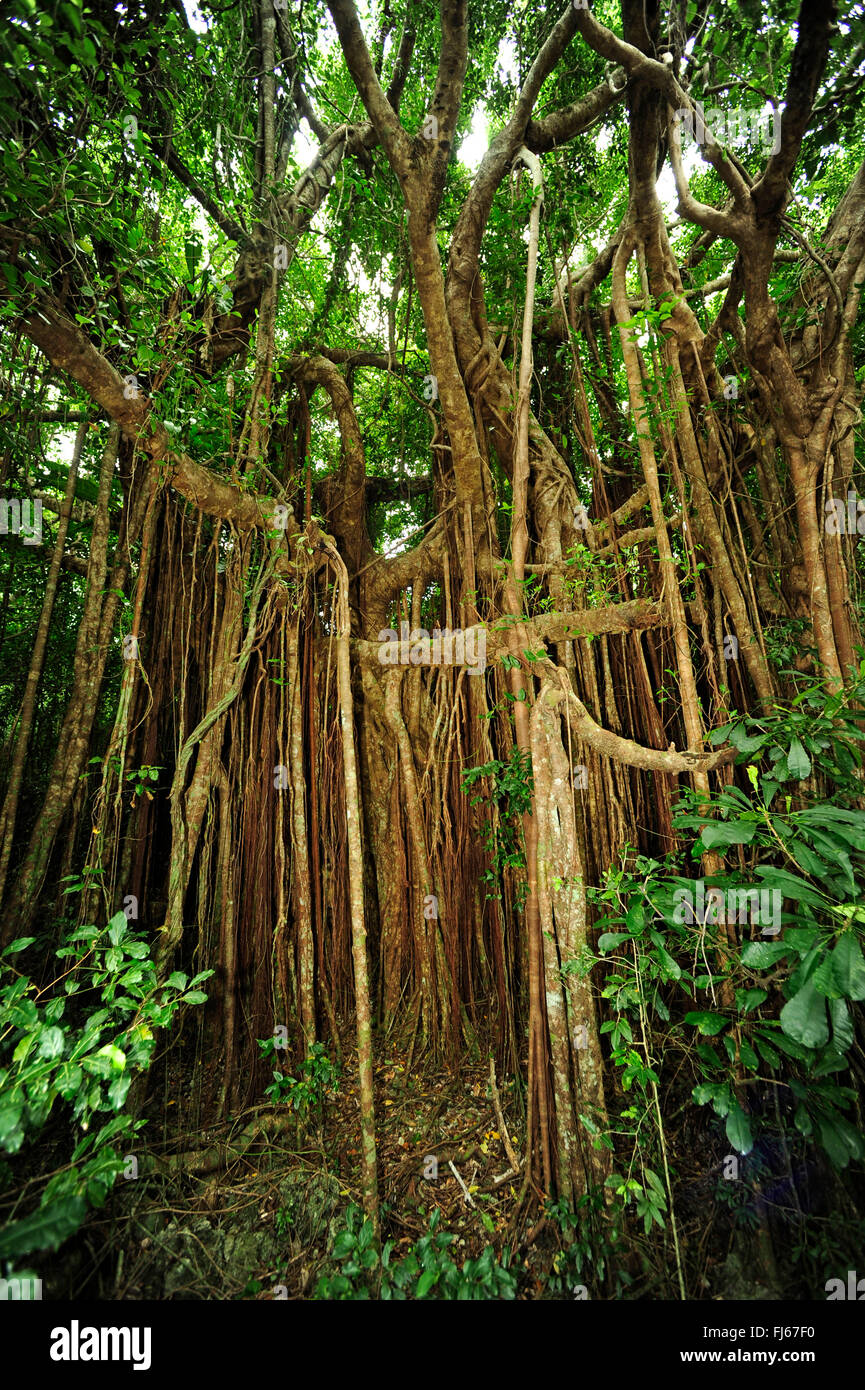 Le Banyan (Ficus benghalensis), racines aériennes, Nouvelle Calédonie, l'Ile des Pins Banque D'Images