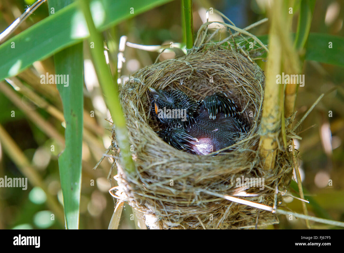 (Cuculus canorus cuckoo eurasien), 4 jours d'âge jeunes cuckoo dans un nid rousserolle, Allemagne, Bavière, Oberbayern, Haute-Bavière Banque D'Images
