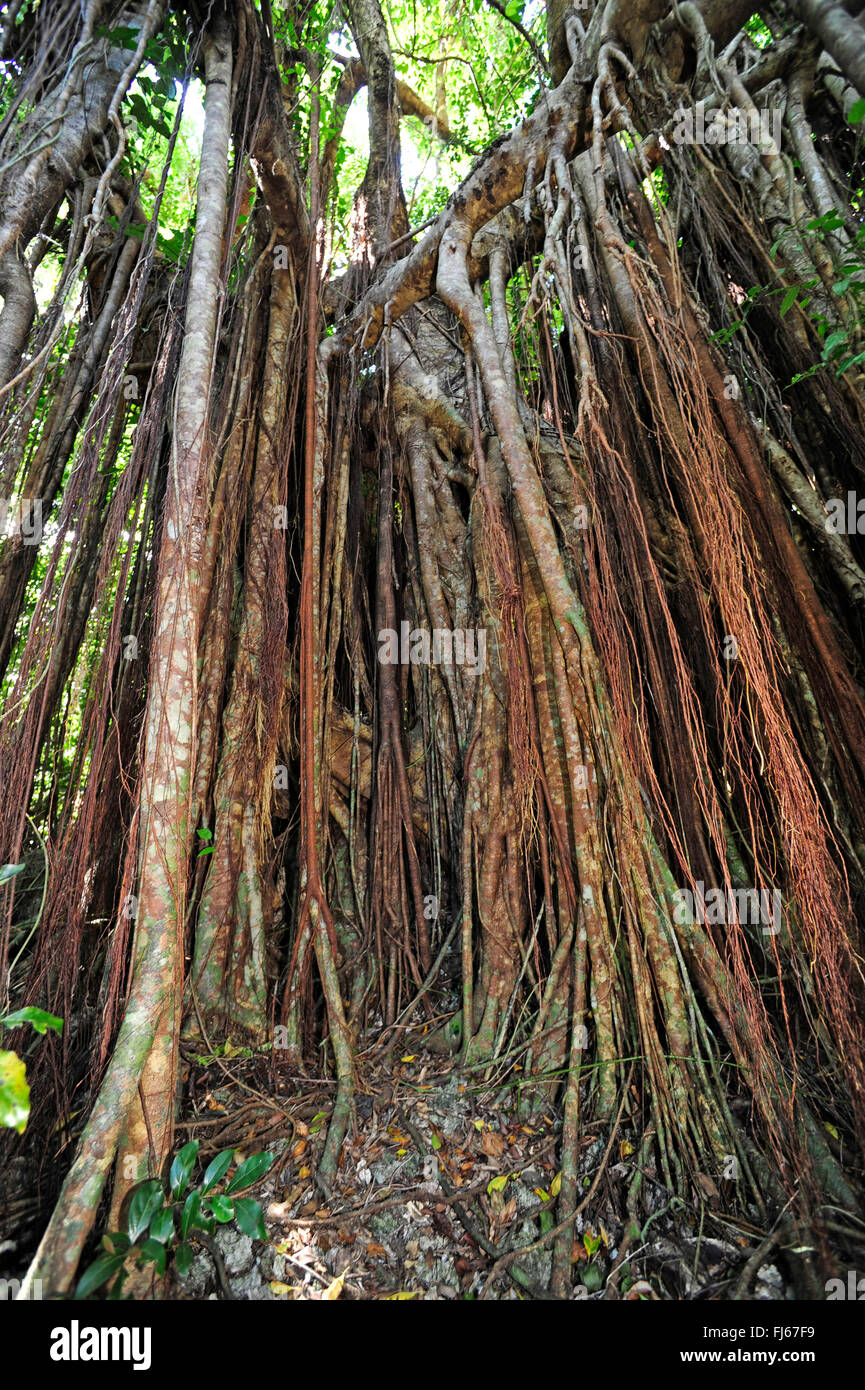 Le Banyan (Ficus benghalensis), racines aériennes, Nouvelle Calédonie, l'Ile des Pins Banque D'Images