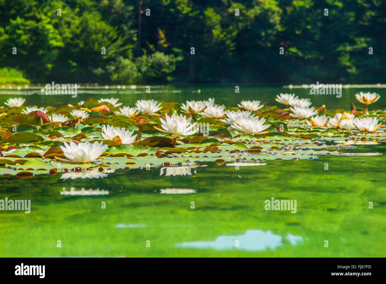 White Water-lily, nénuphar blanc (Nymphaea alba), population serré avec beaucoup de fleurs, Allemagne, Bavière, Langbuergener Voir Banque D'Images