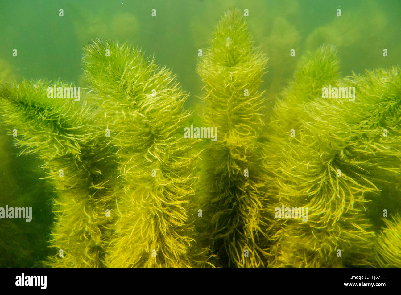 Mare's tail, queue de la mare commune (Hippuris vulgaris), photo sous-marine, l'Allemagne, la Bavière Banque D'Images
