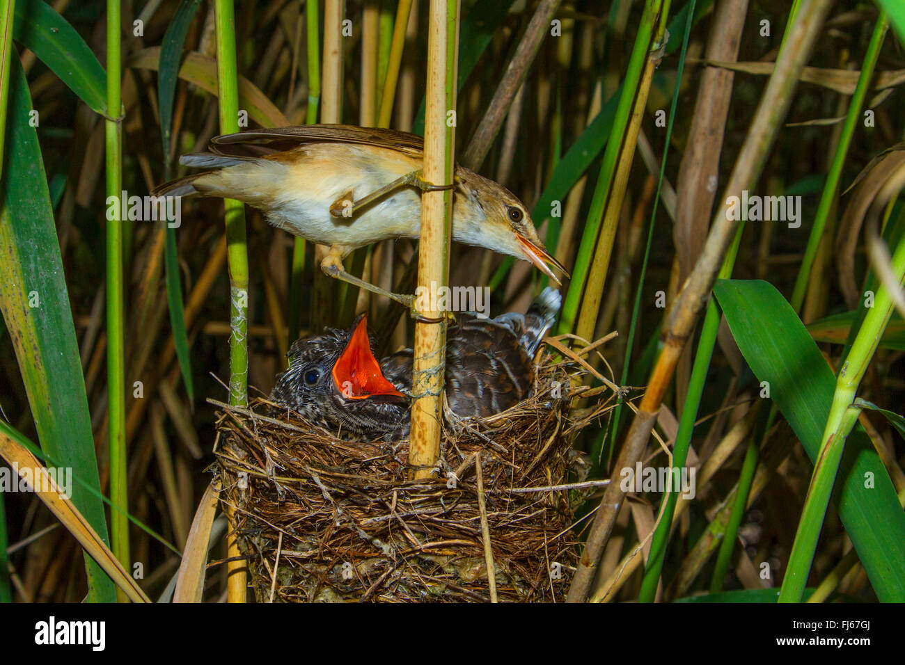 (Cuculus canorus cuckoo eurasien), reed warbler avec douze jours les jeunes dans le nid de coucou, en Allemagne, en Bavière, Oberbayern, Haute-Bavière Banque D'Images