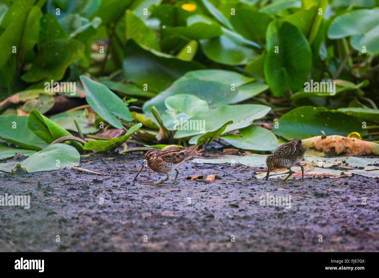 La bécassine des marais (Gallinago gallinago), avec près d'oiseaux adultes jeunes à part entière de la recherche d'oiseaux dans des aliments côte boueuse, l'Allemagne, la Bavière Banque D'Images